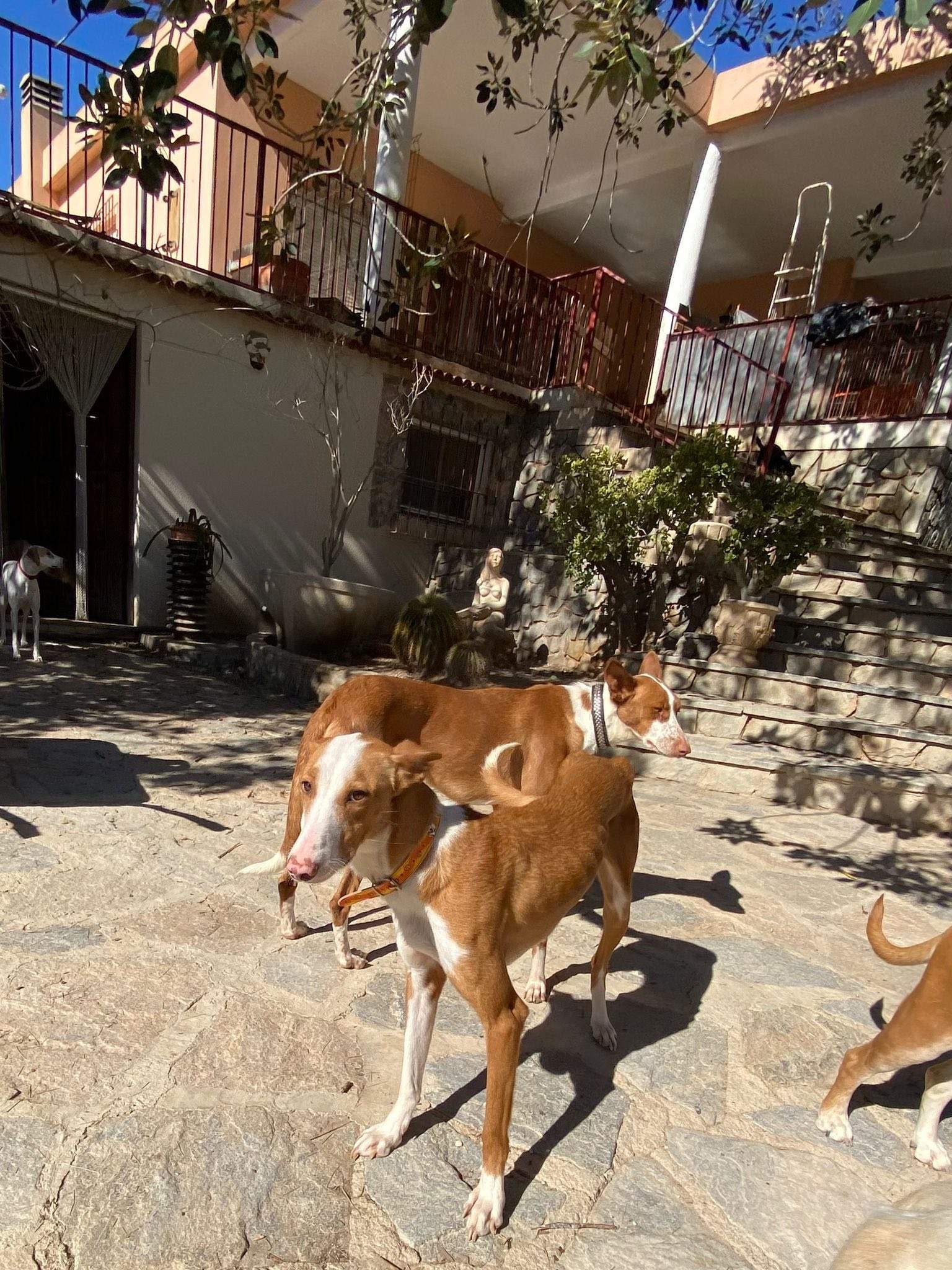 dulce_1229873176019635