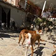 dulce_1229873216019631