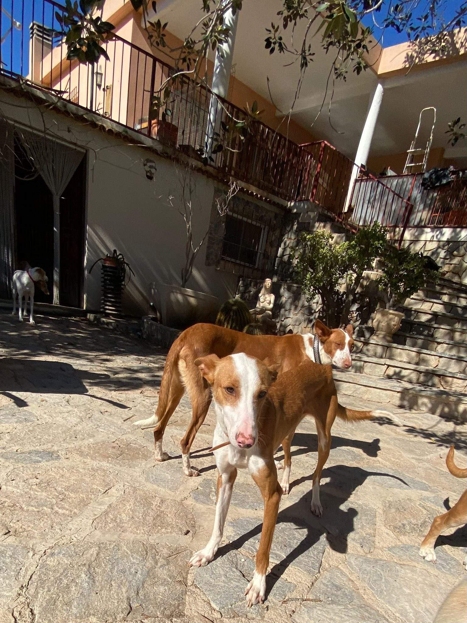 dulce_1229873216019631