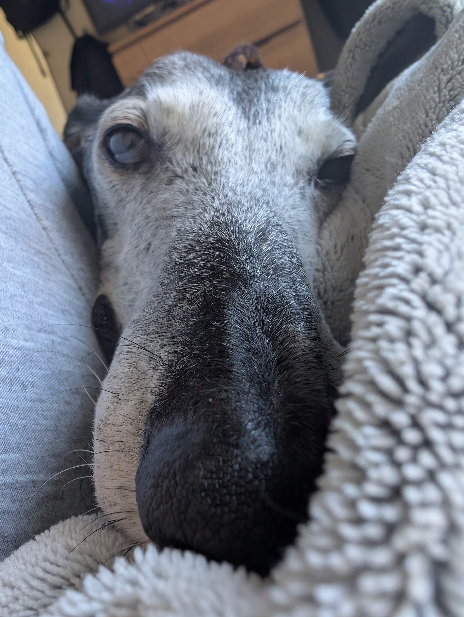 ebano_1162906009383019