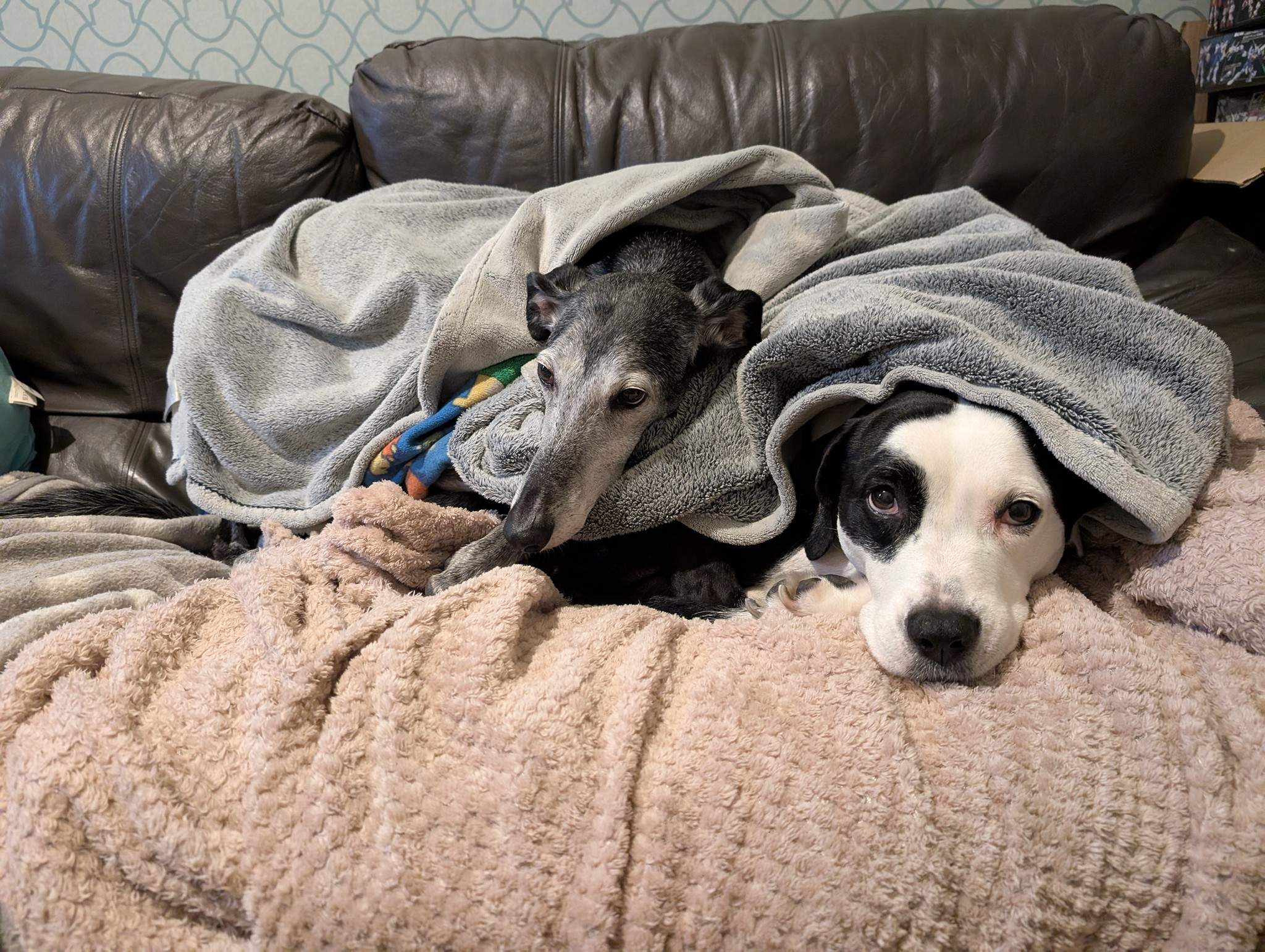 ebano_1162906046049682