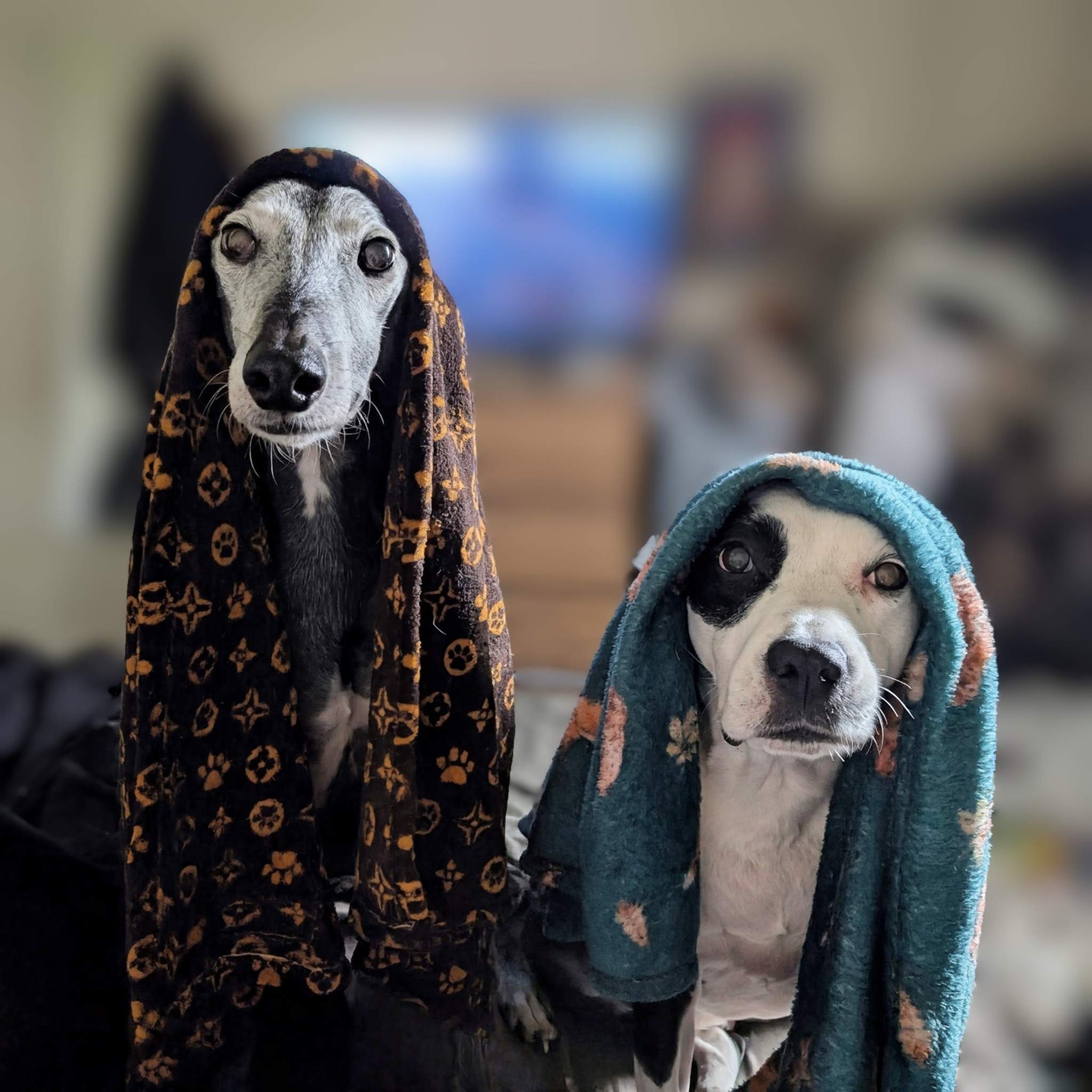 ebano_1162906079383012