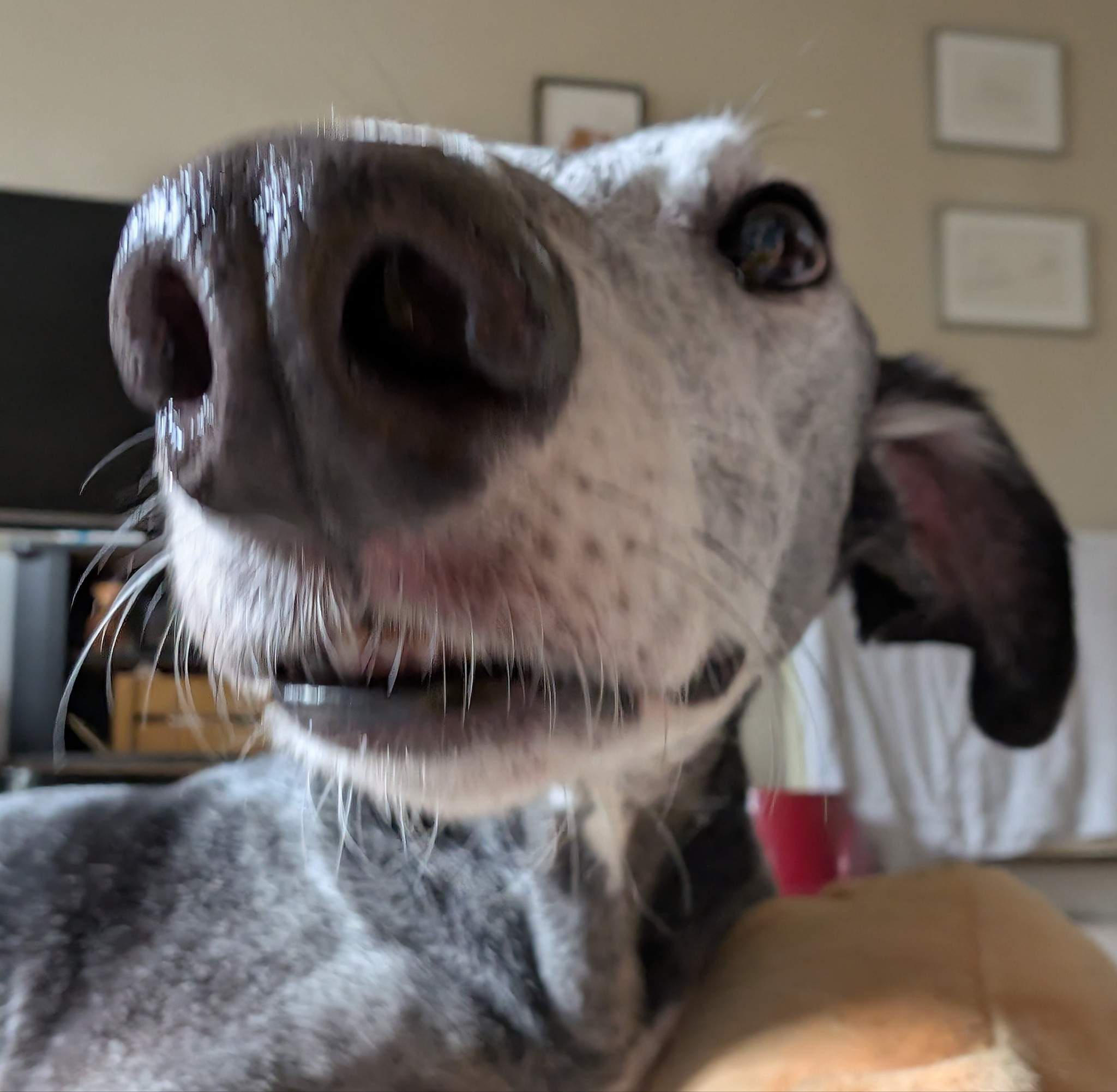 ebano_1163831985957088