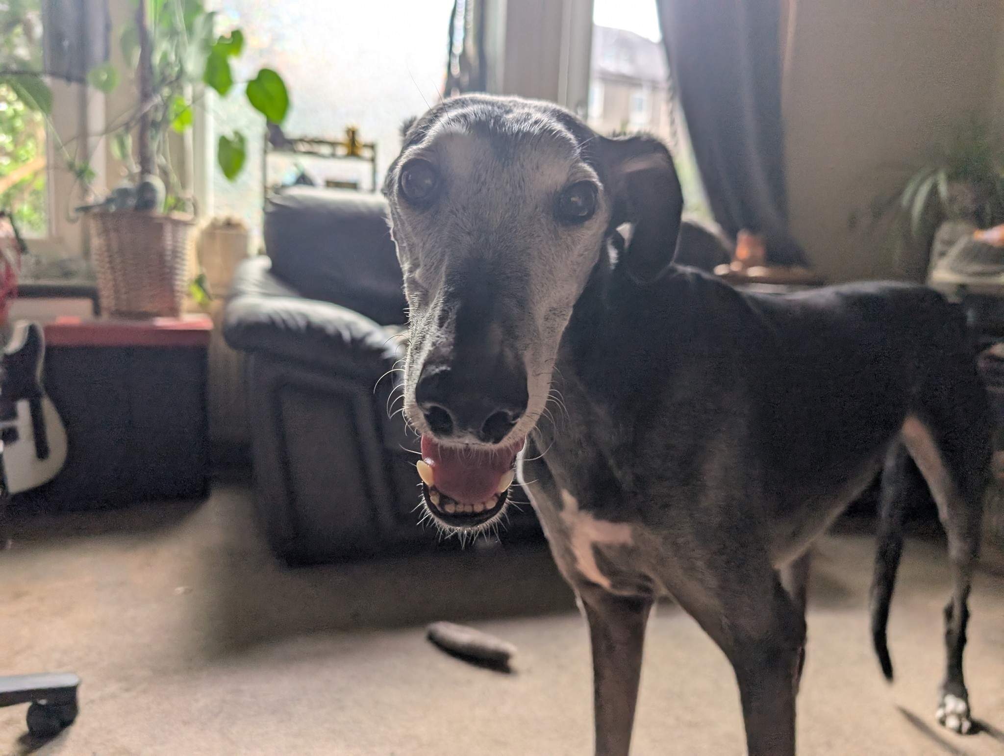 ebano_1163832012623752