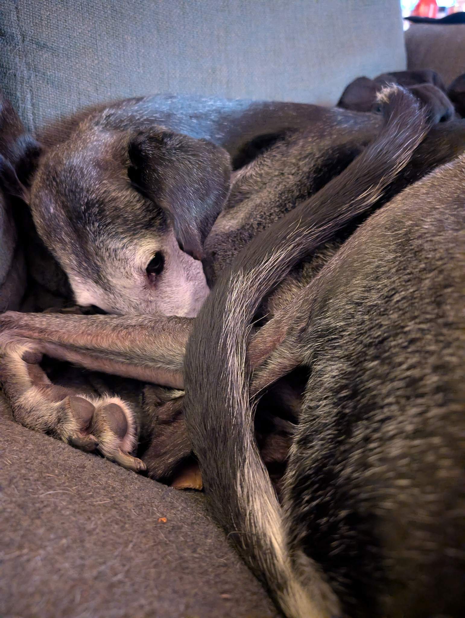 ebano_1165070625833224