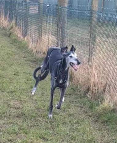 ebano_1165070689166551