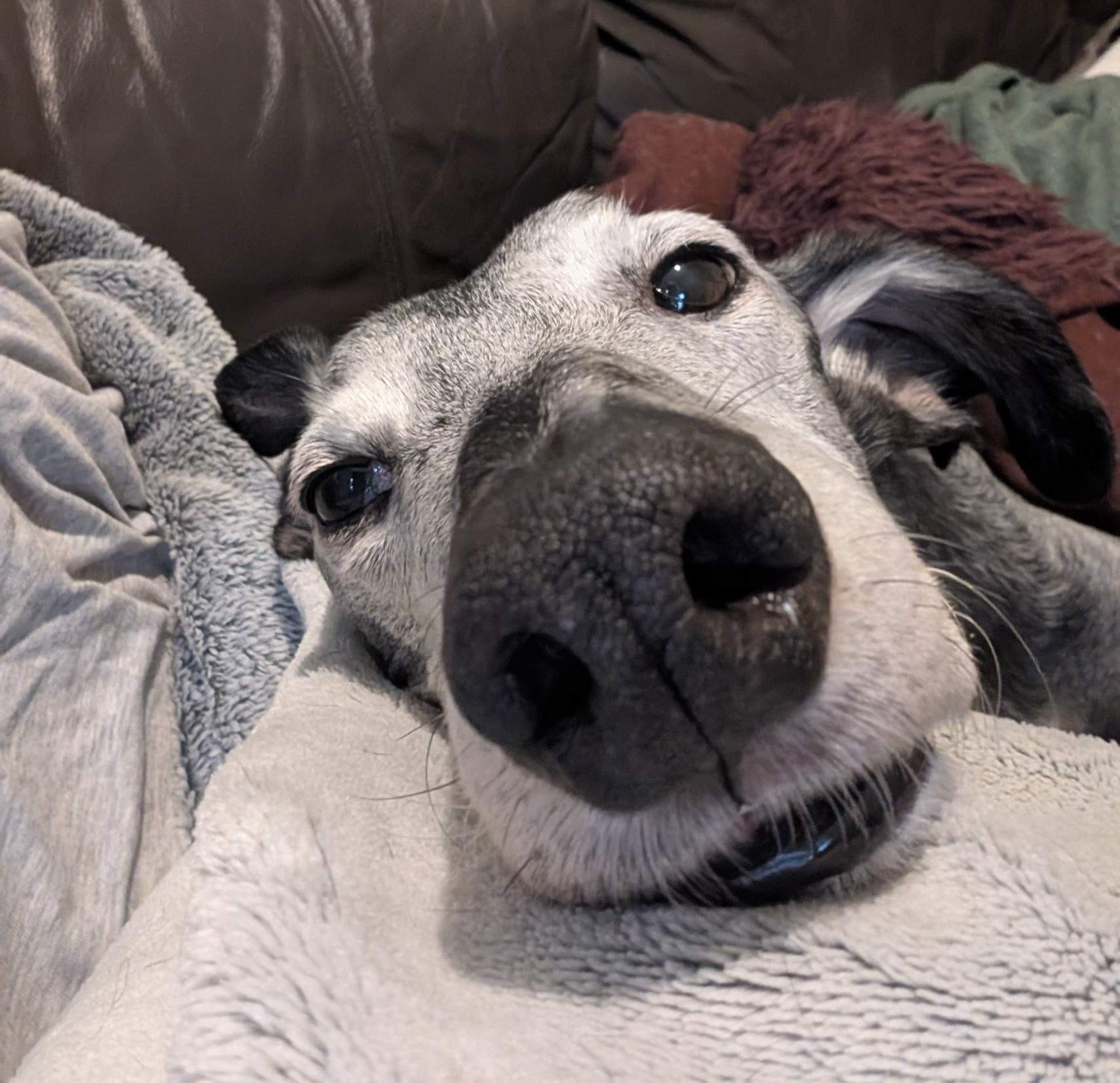 ebano_1167192195621067