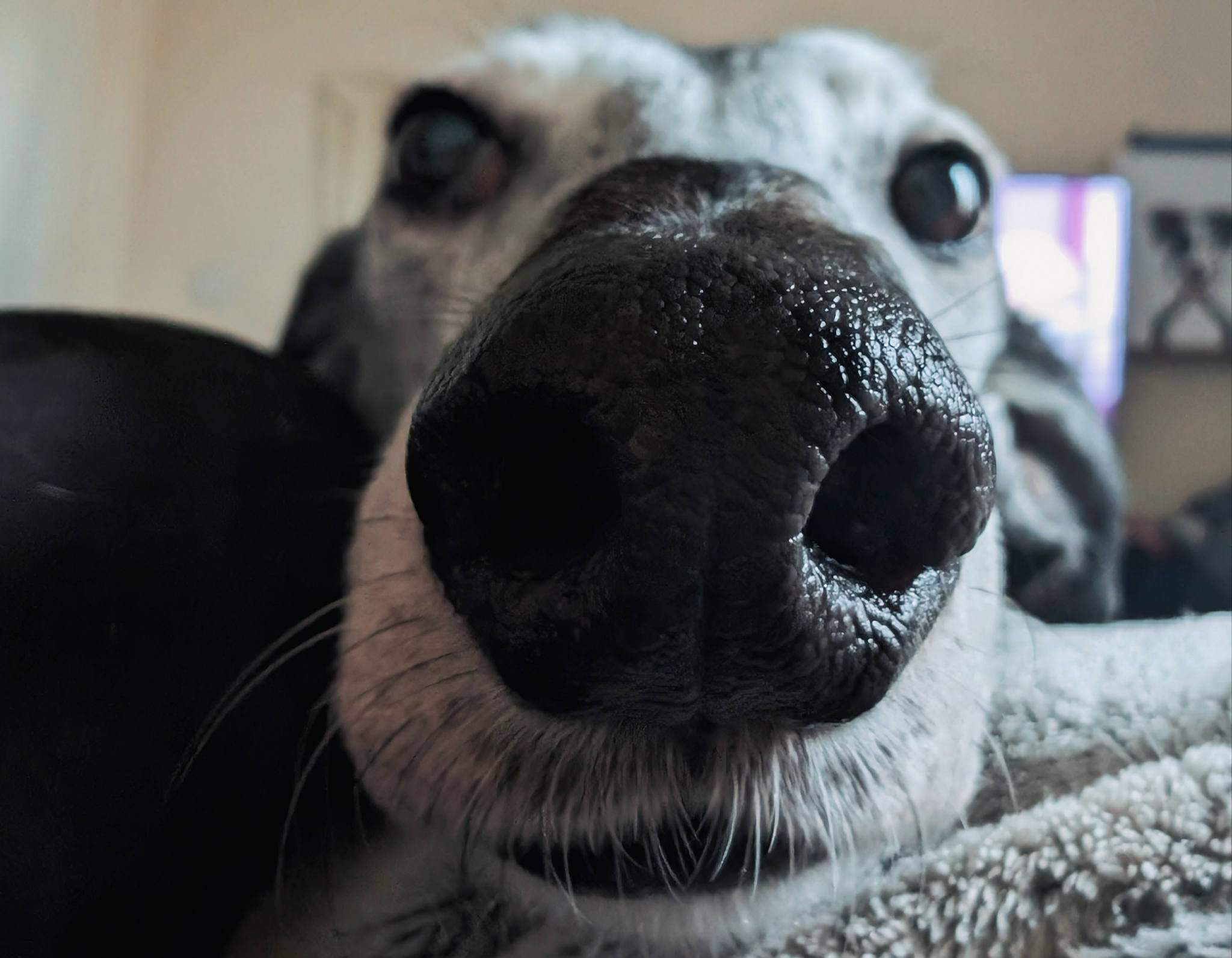 ebano_1180281017645518