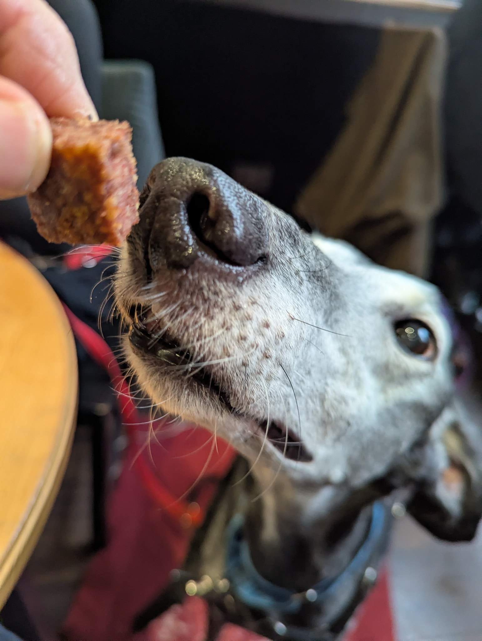 ebano_1229203946086558