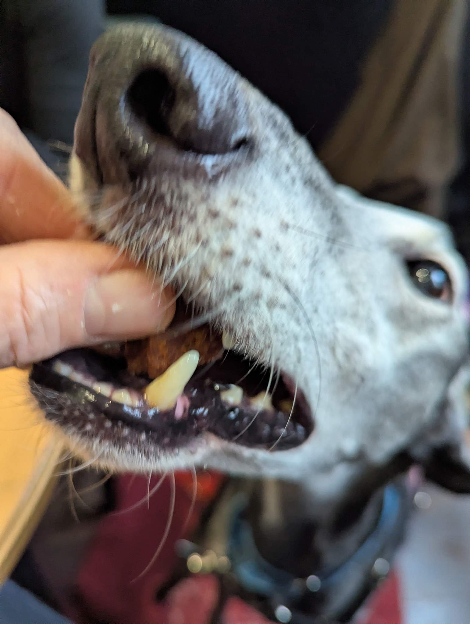 ebano_1229203976086555