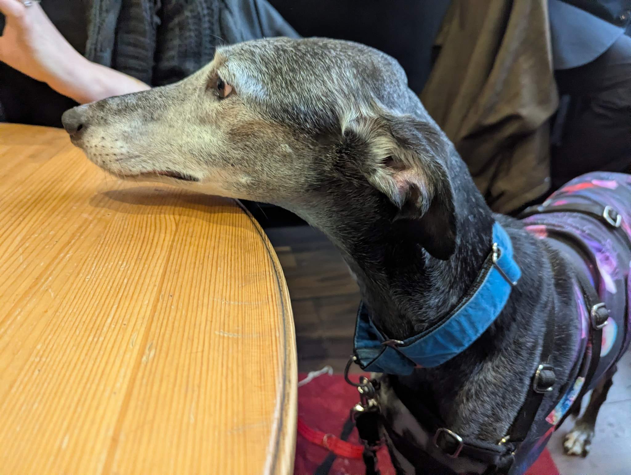 ebano_1229204079419878