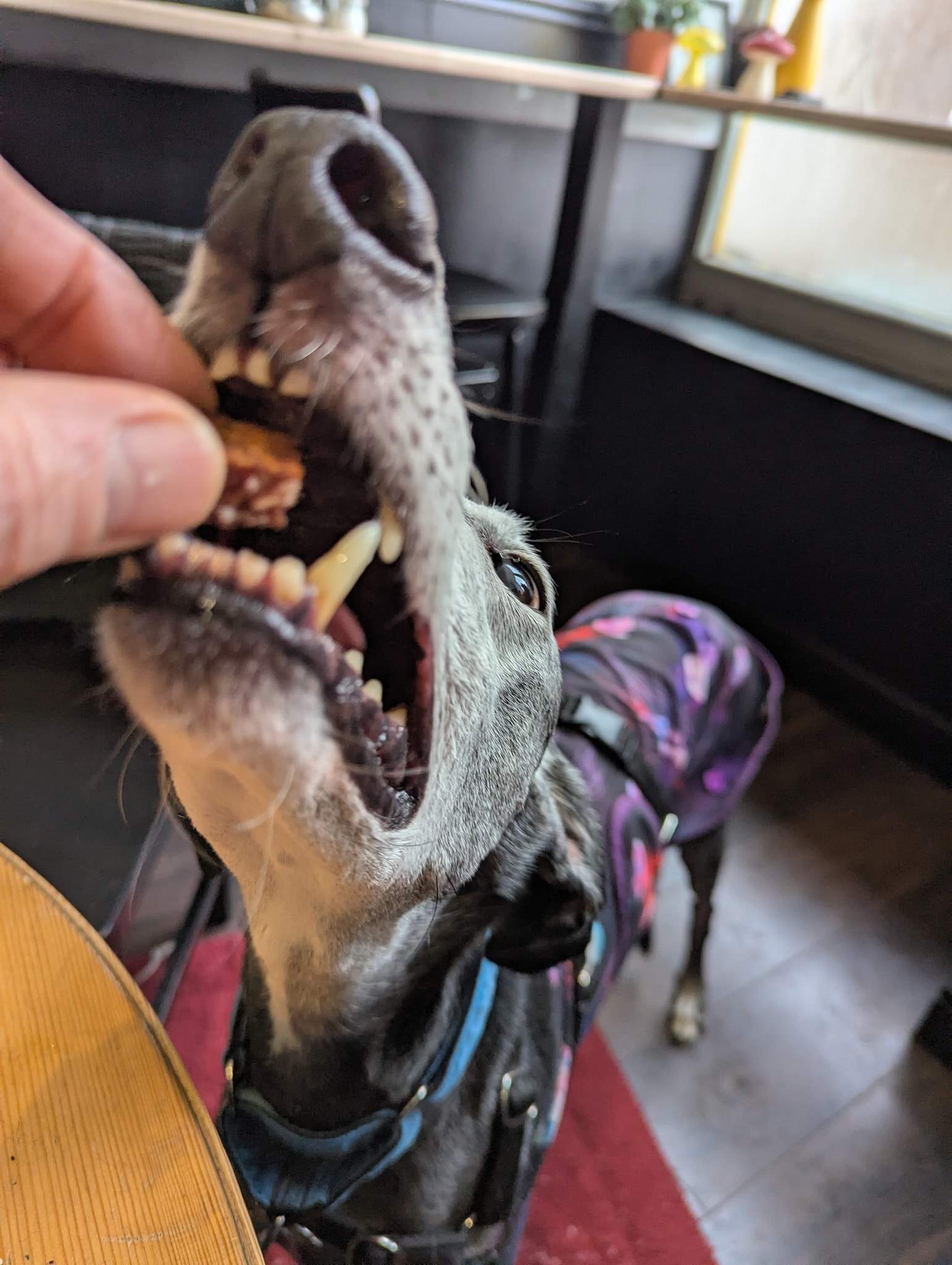 ebano_1229204182753201