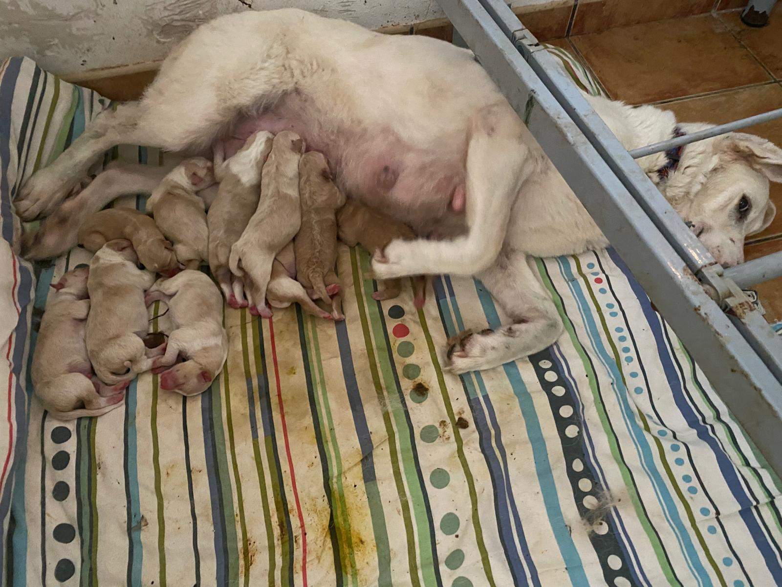 eira_1197236019283351