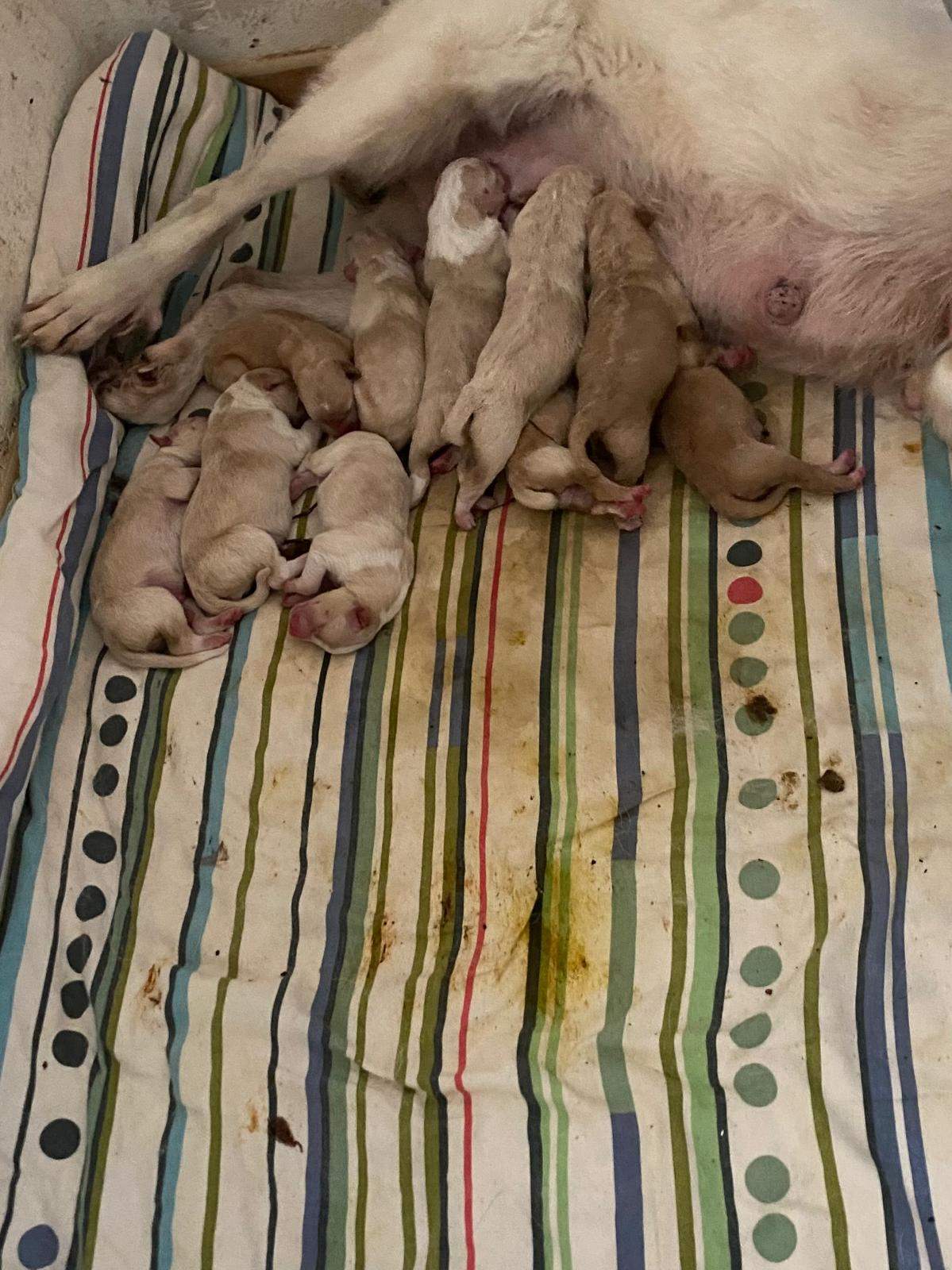 eira_1197236029283350