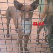 elva_1416224570717827