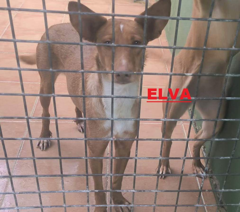 elva_1416224570717827