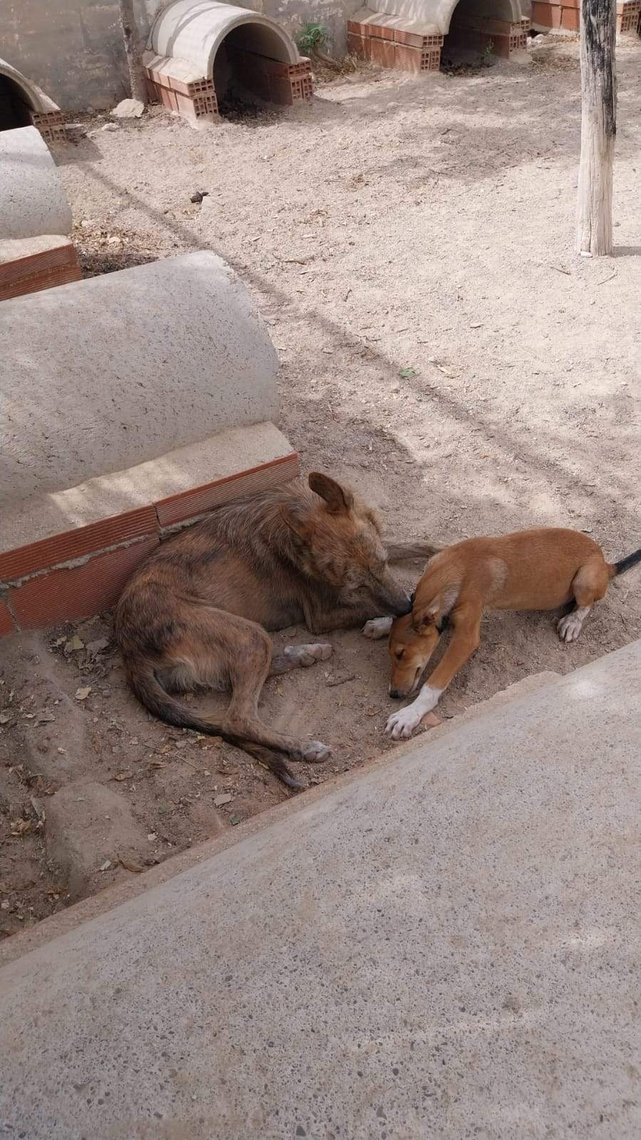 estrella_1121745066832447