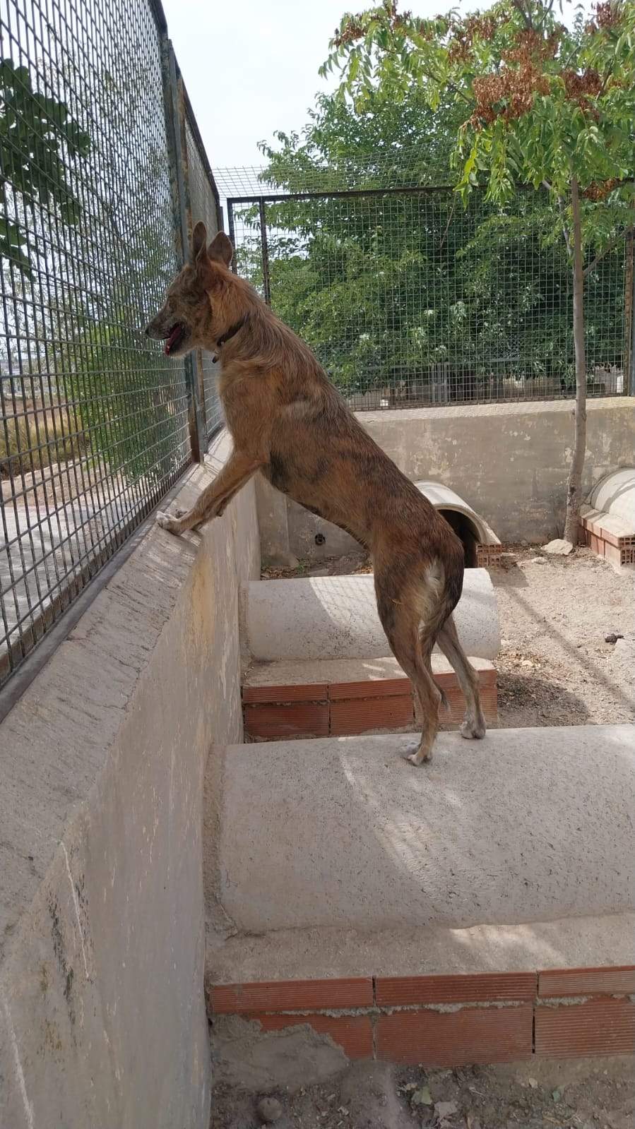 estrella_1121745113499109