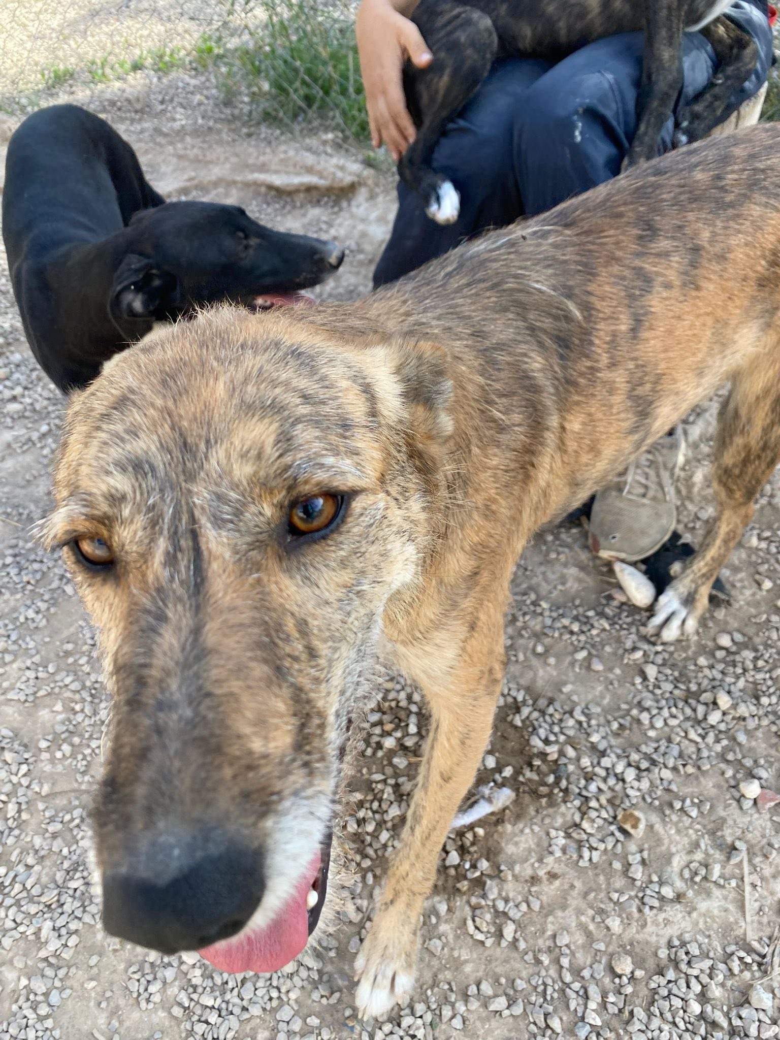 estrella_1138085658531721