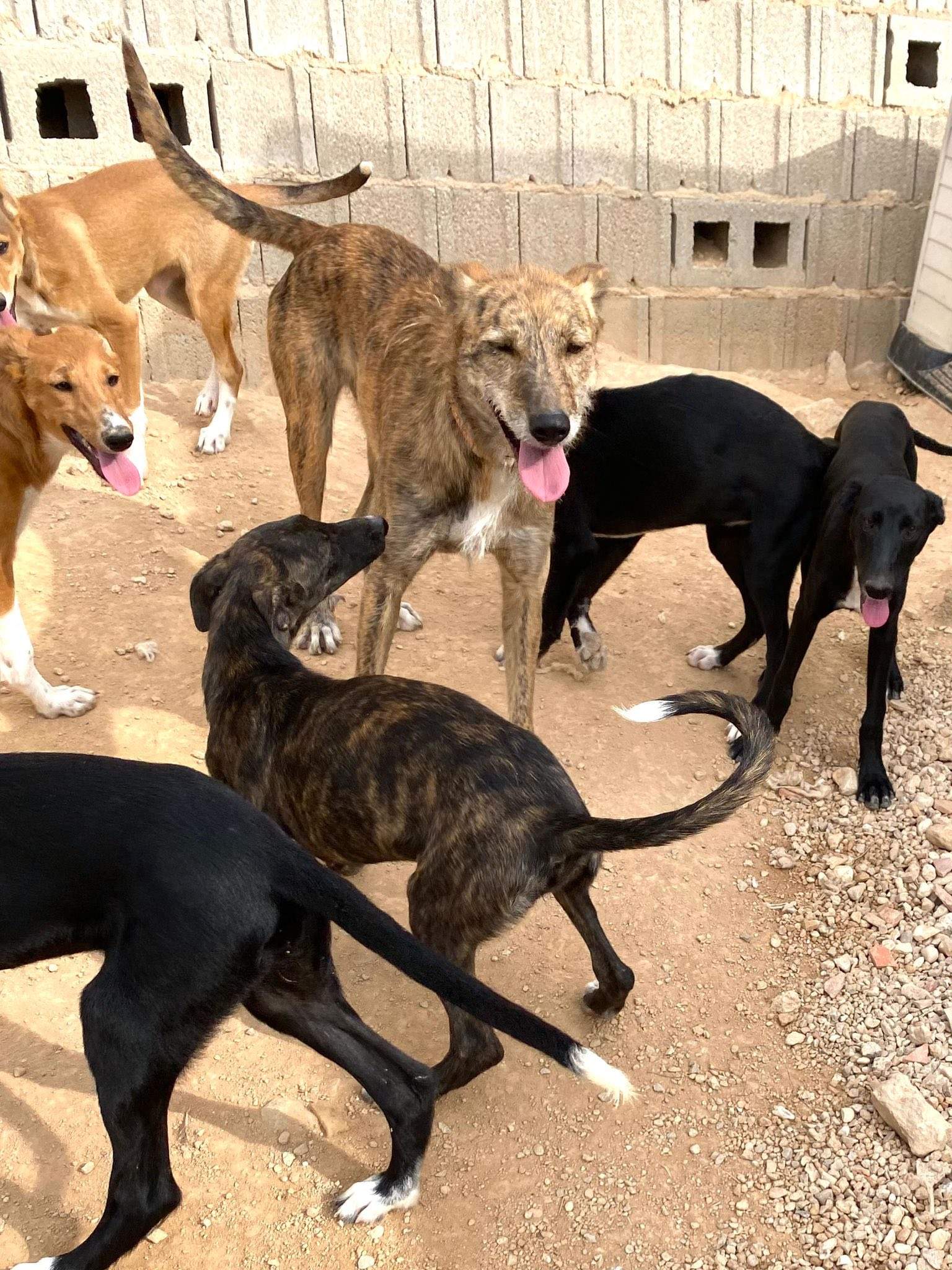 estrella_1138085715198382