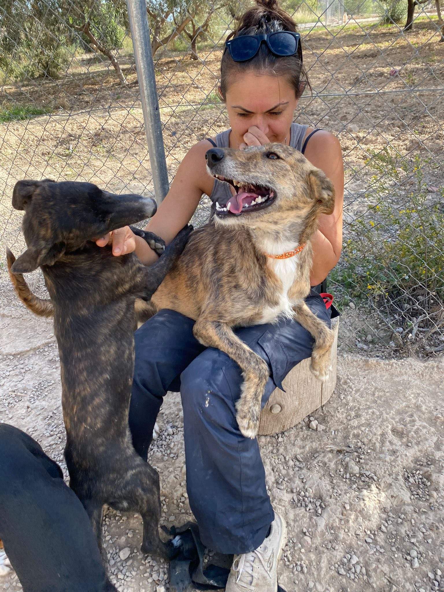 estrella_1138085728531714