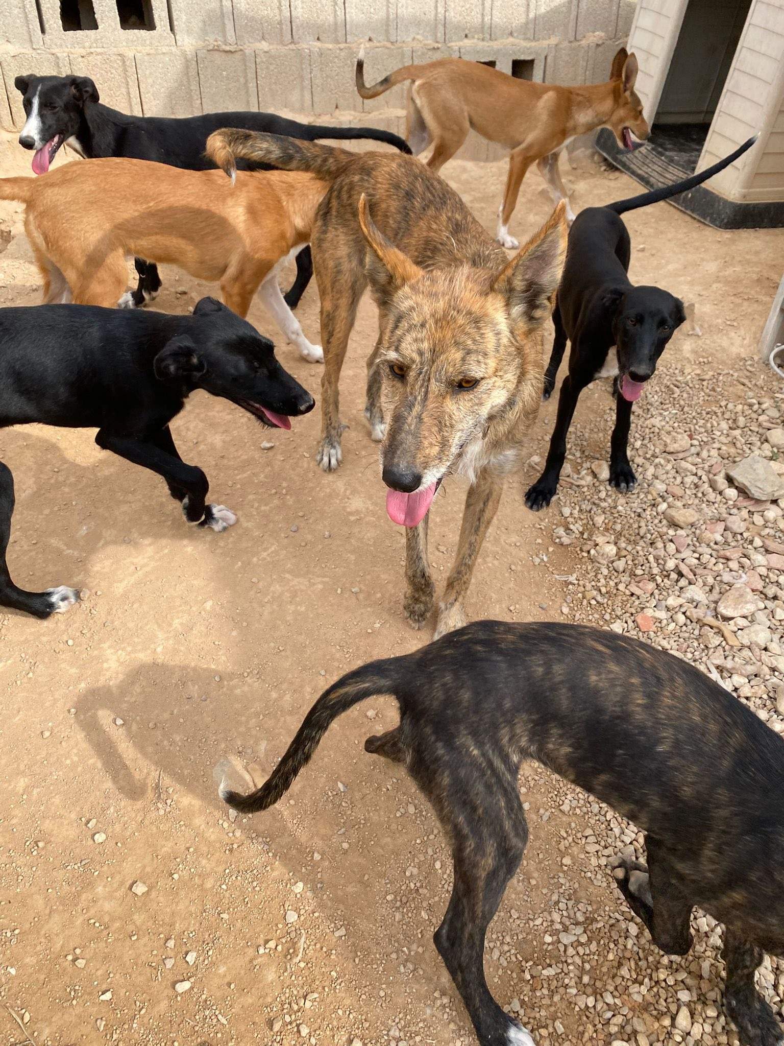 estrella_1138085778531709