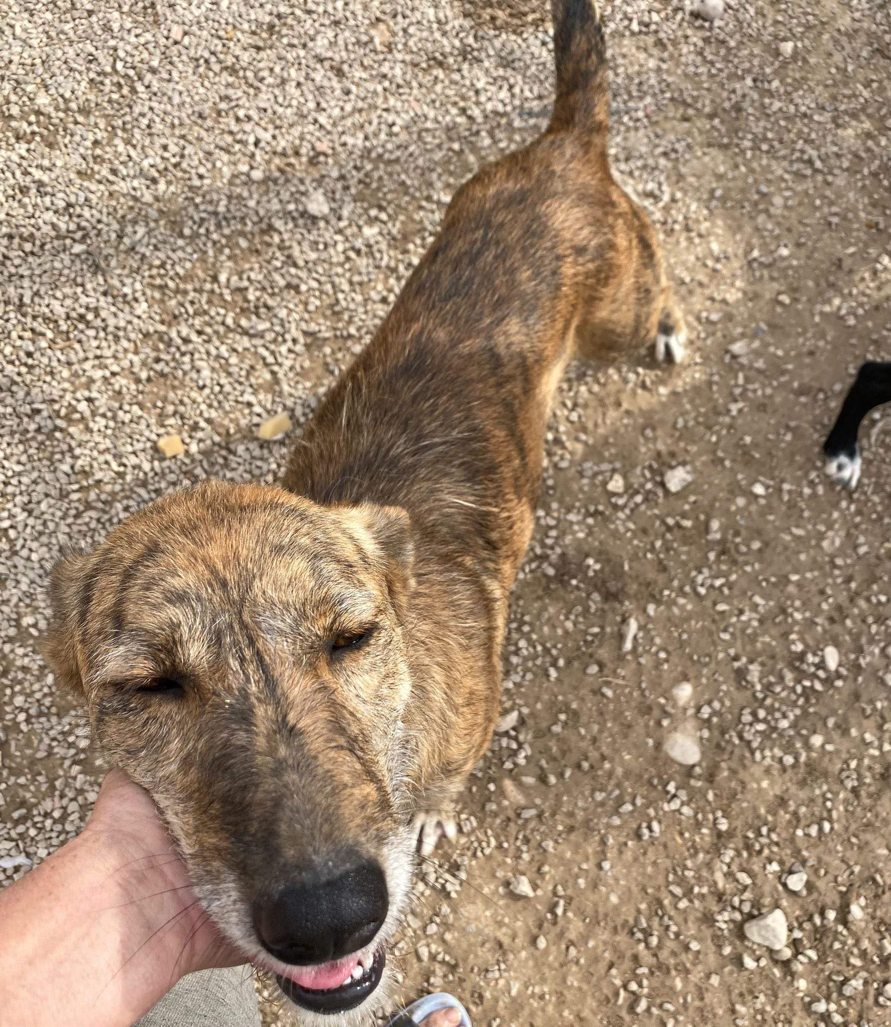 estrella_1138085795198374