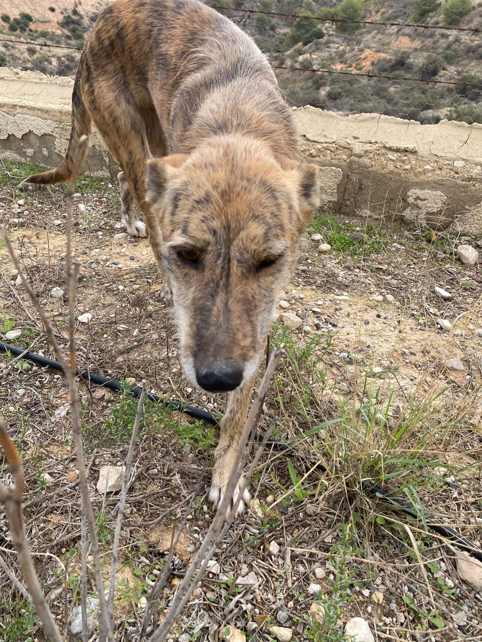 estrella_1138085845198369