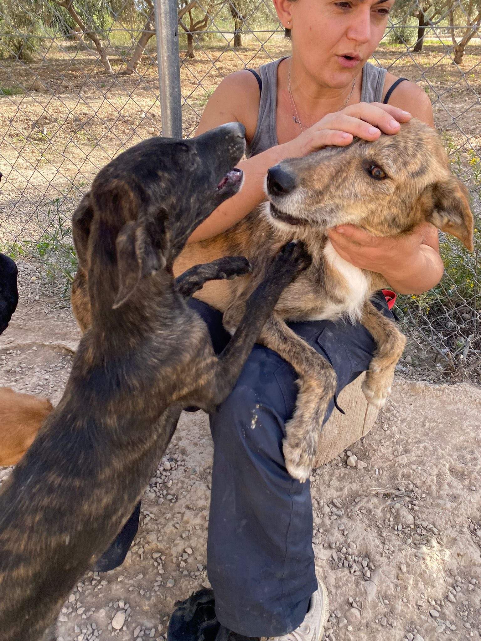 estrella_1138085941865026