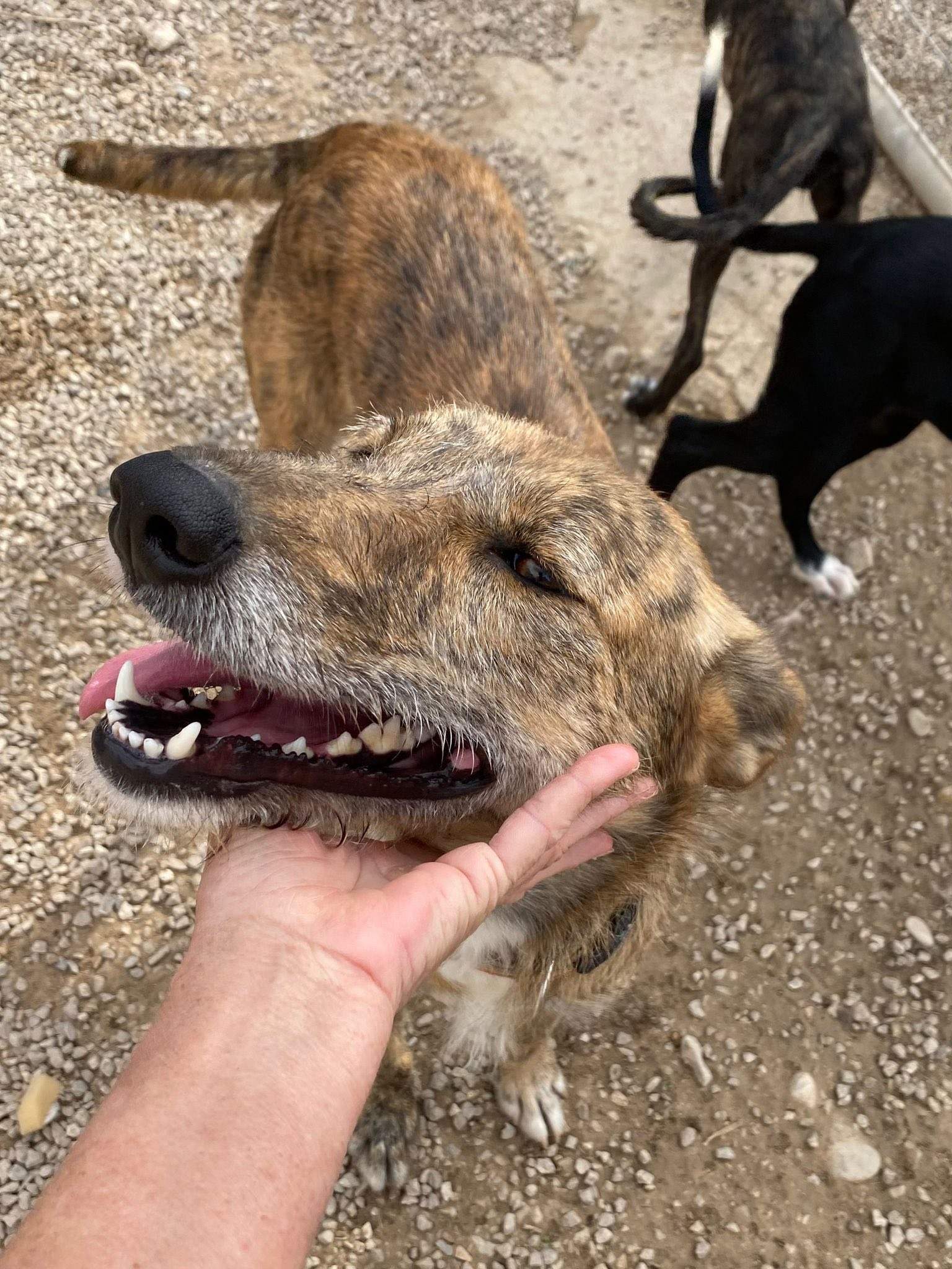 estrella_1138085978531689