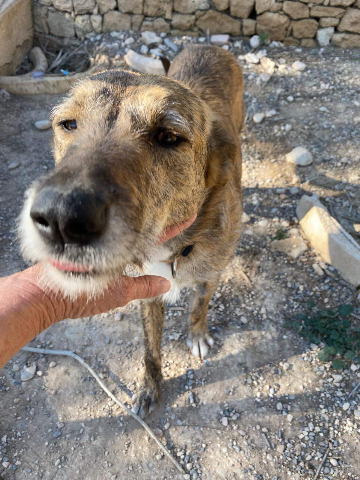 estrella_1229792812694338