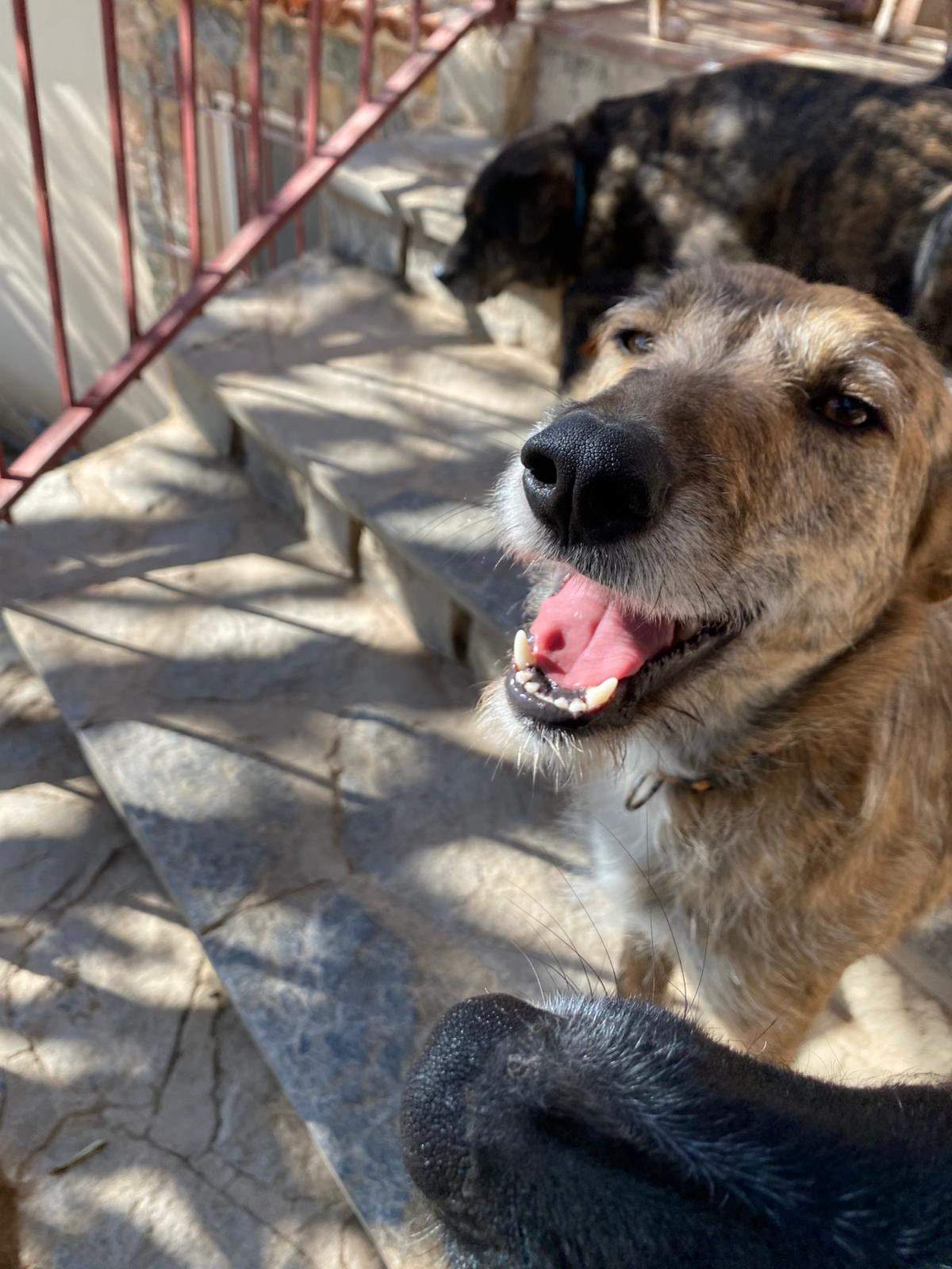 estrella_1229792822694337