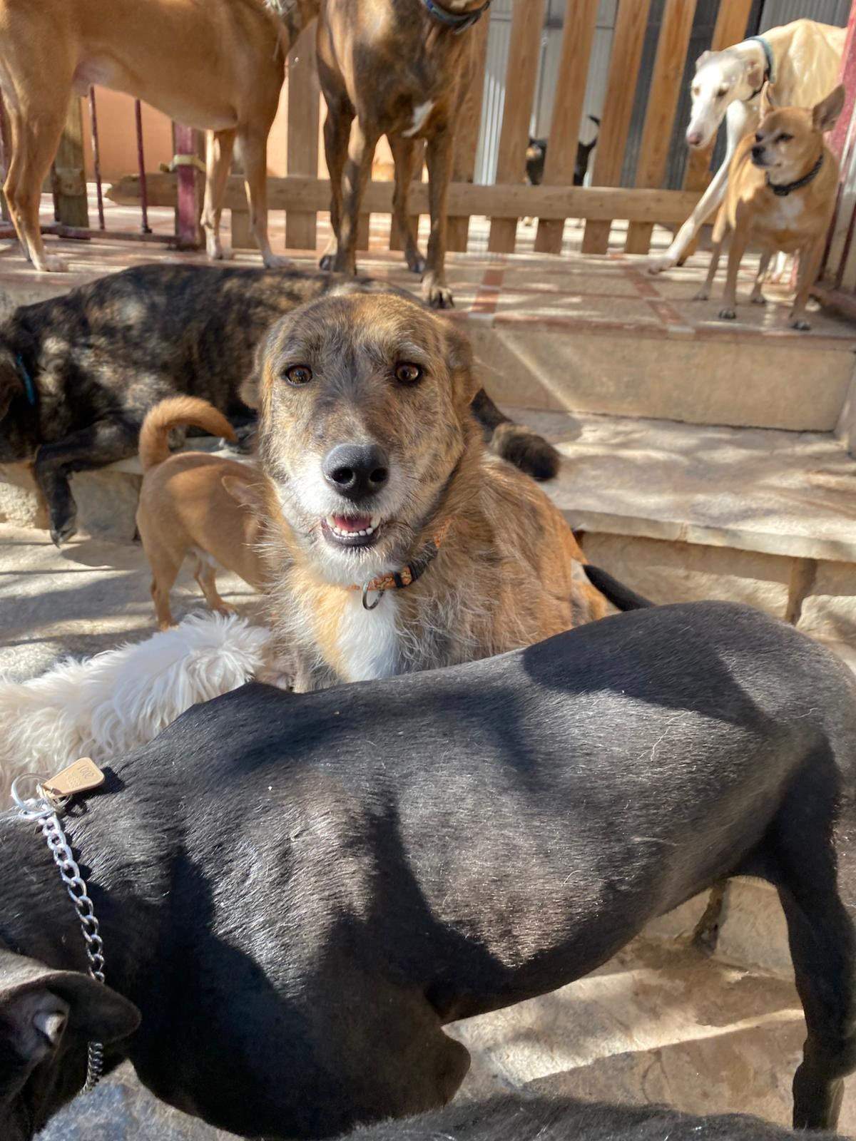 estrella_1229792879360998