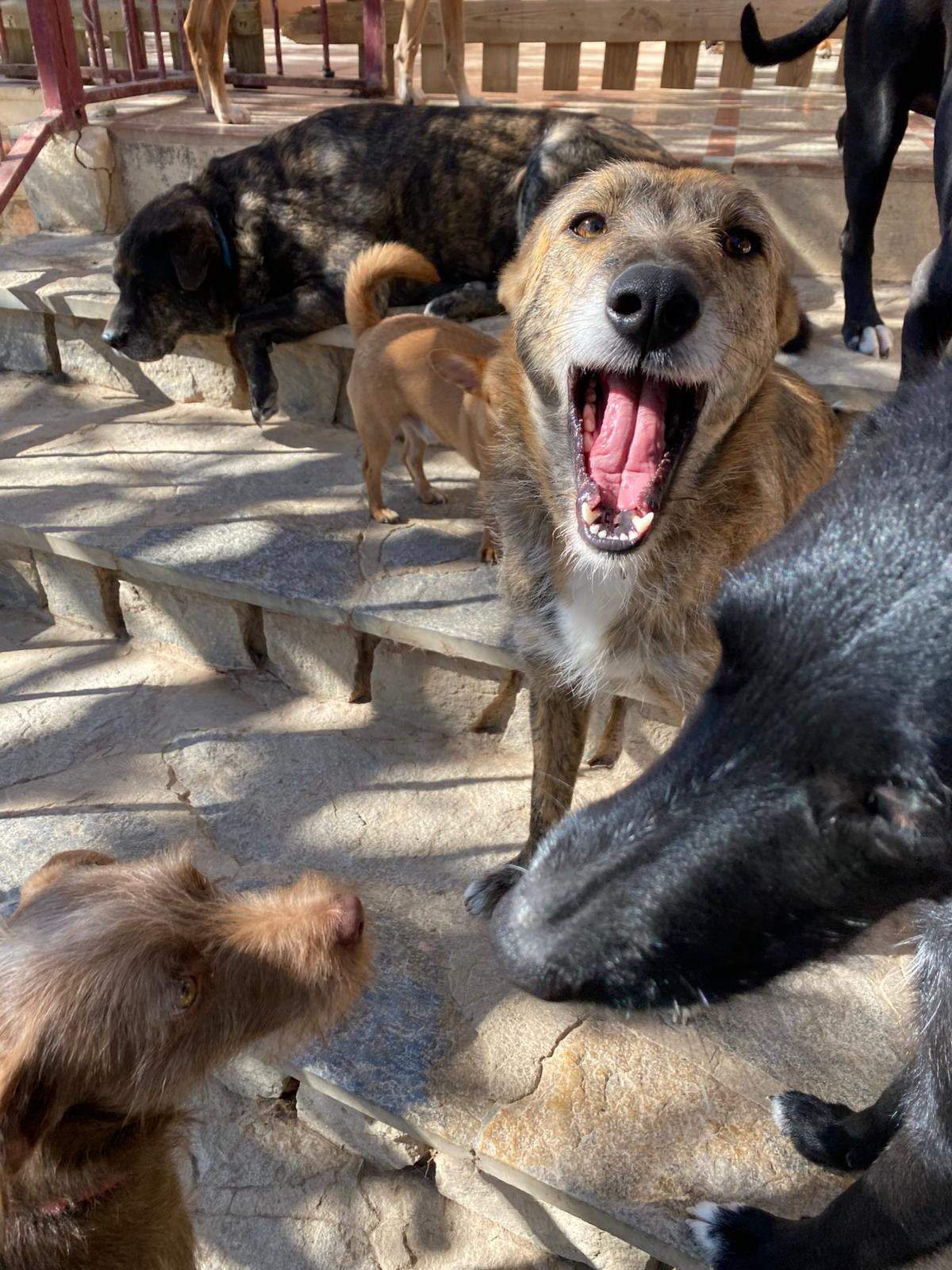 estrella_1229792919360994