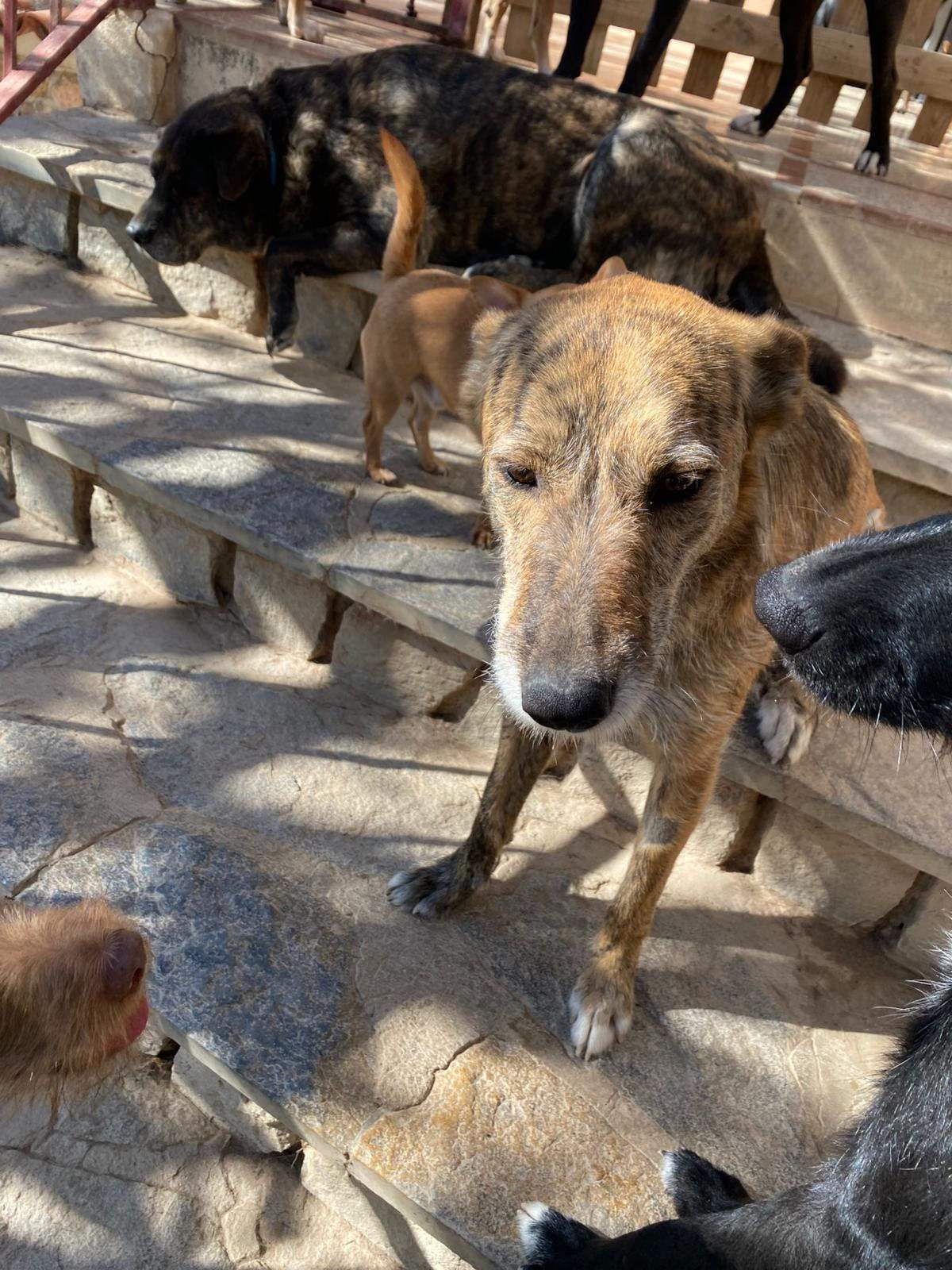 estrella_1229792932694326