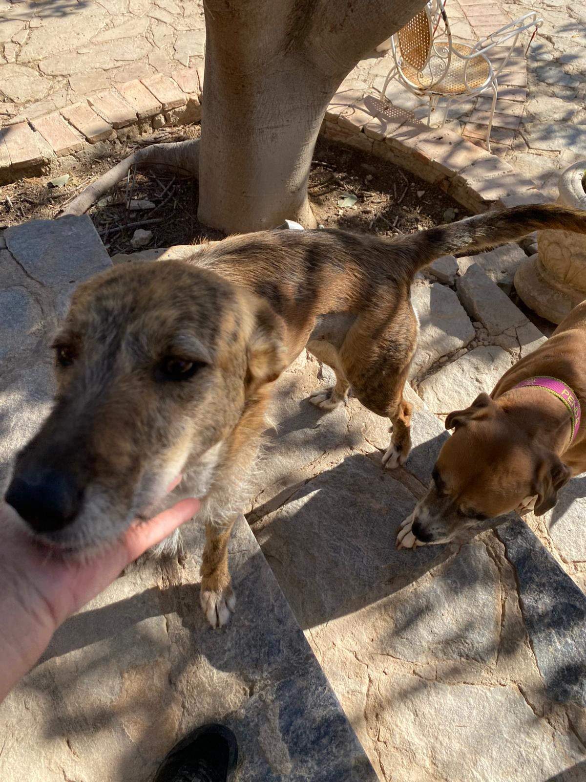 estrella_1229792979360988