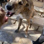 estrella_1229792999360986