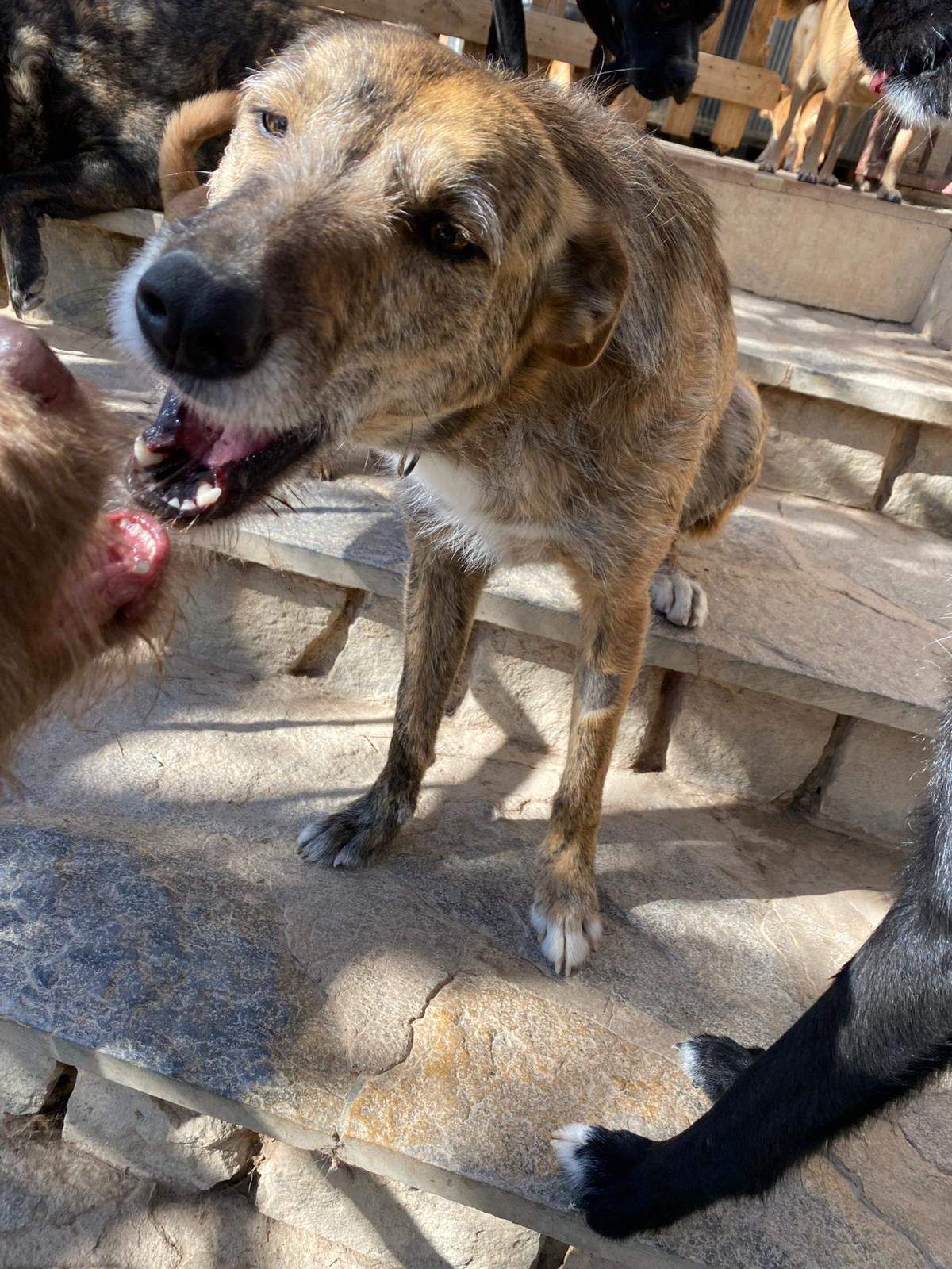 estrella_1229792999360986