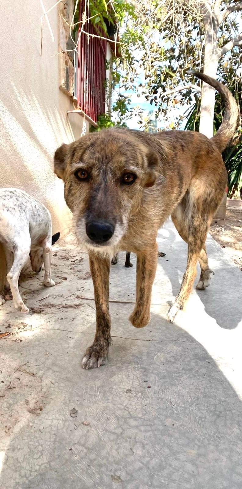 estrella_1269596108714008