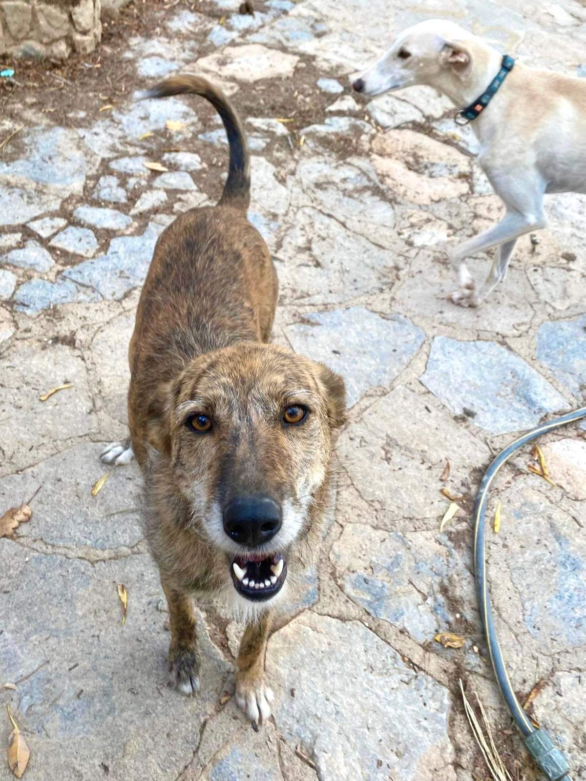 estrella_1269596122047340