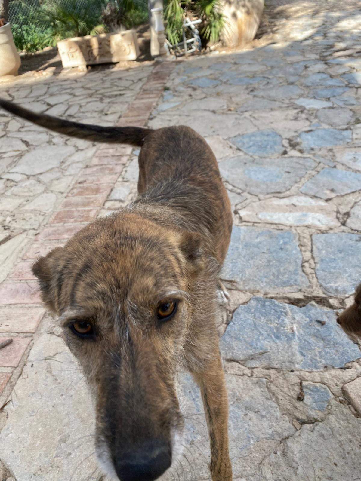 estrella_1269596168714002