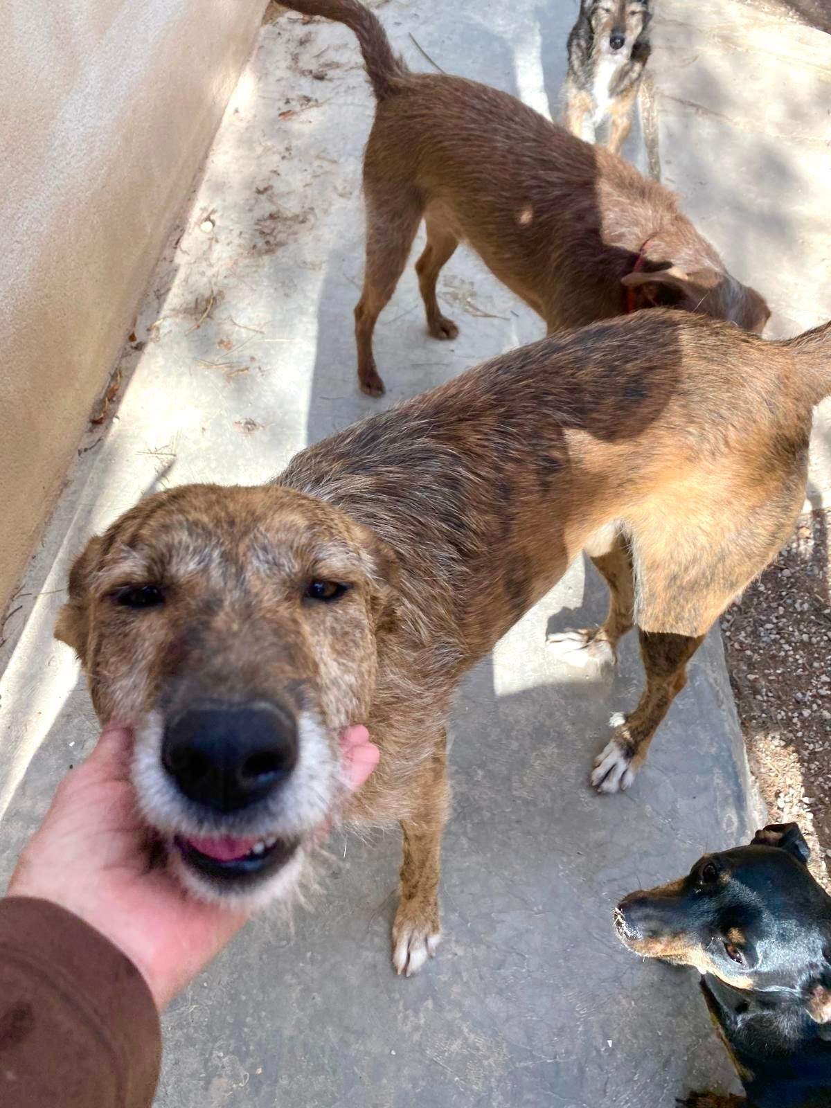 estrella_1269596182047334