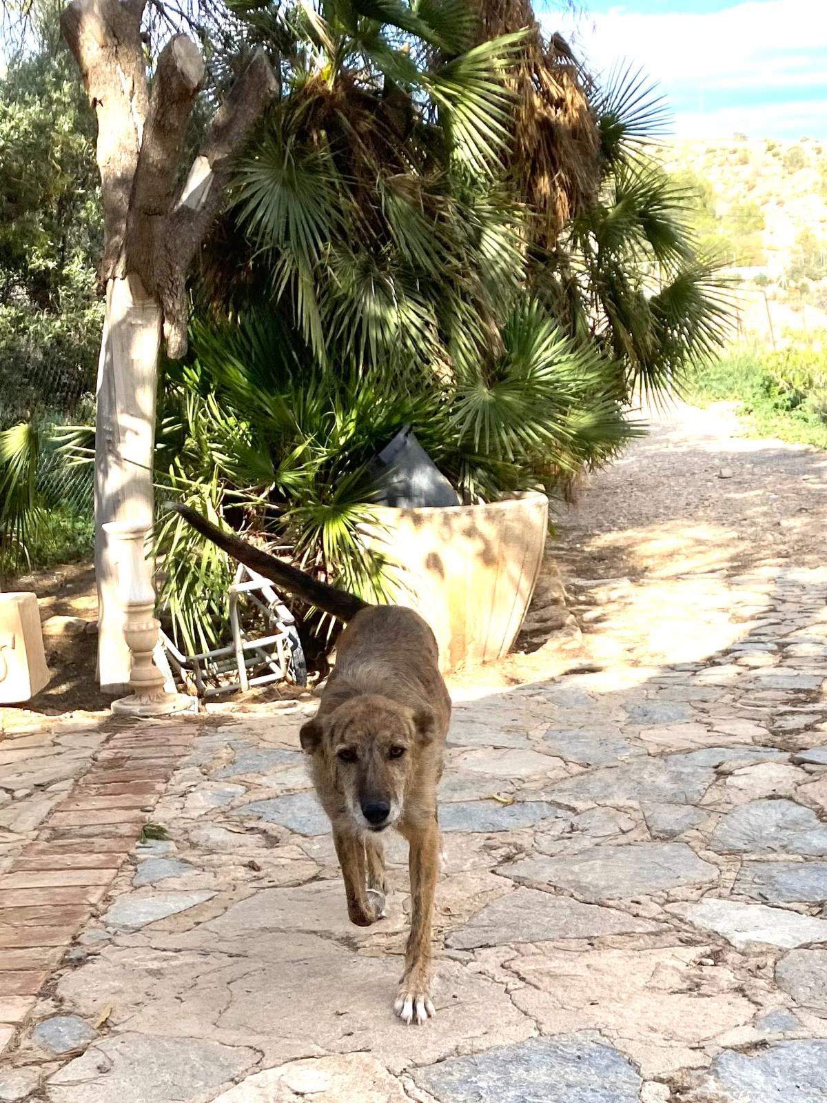 estrella_1269596222047330