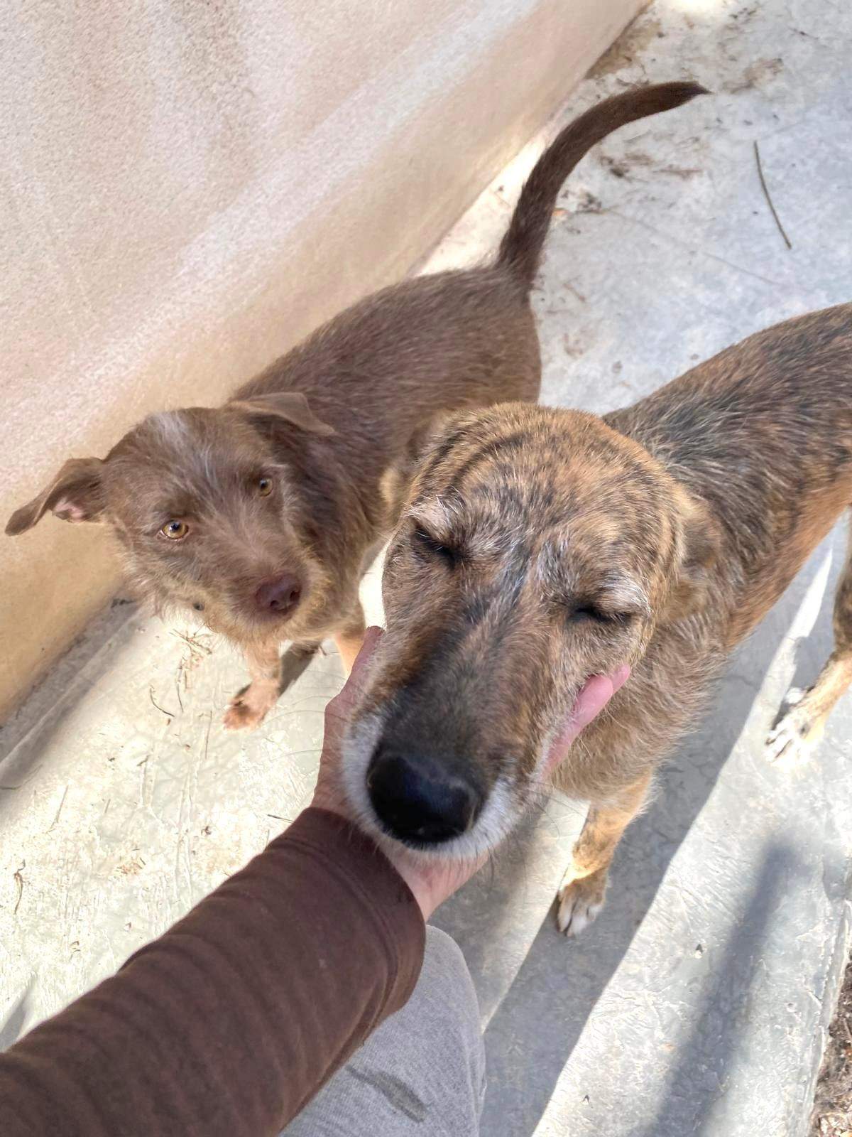 estrella_1269596232047329