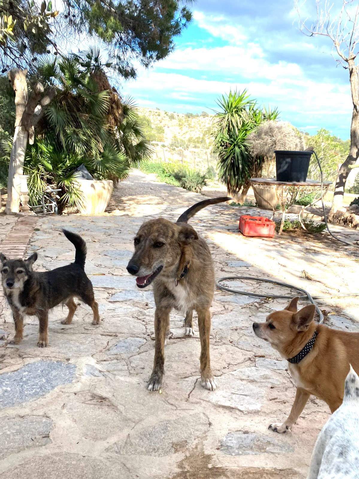 estrella_1269596272047325