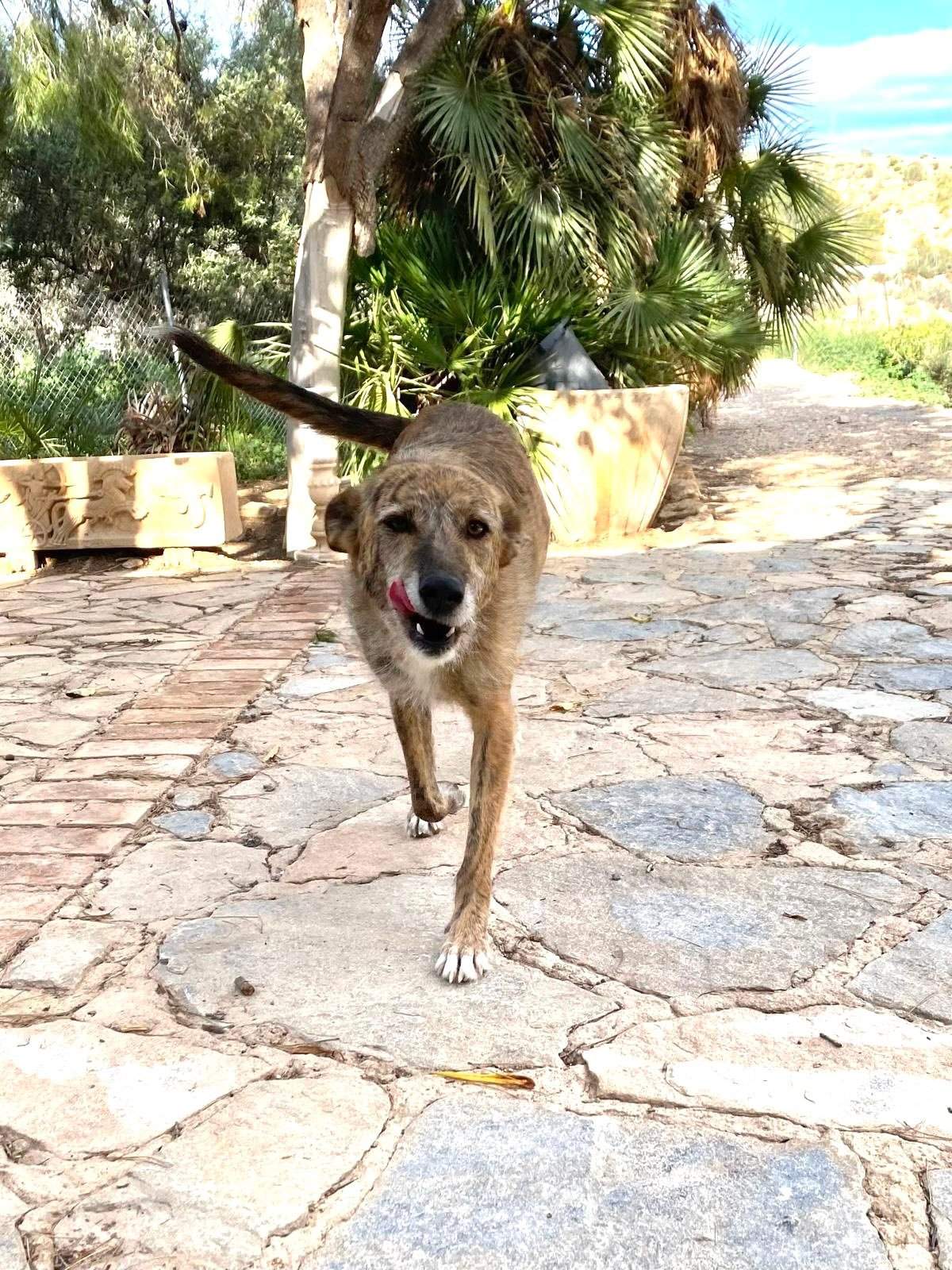 estrella_1269596282047324