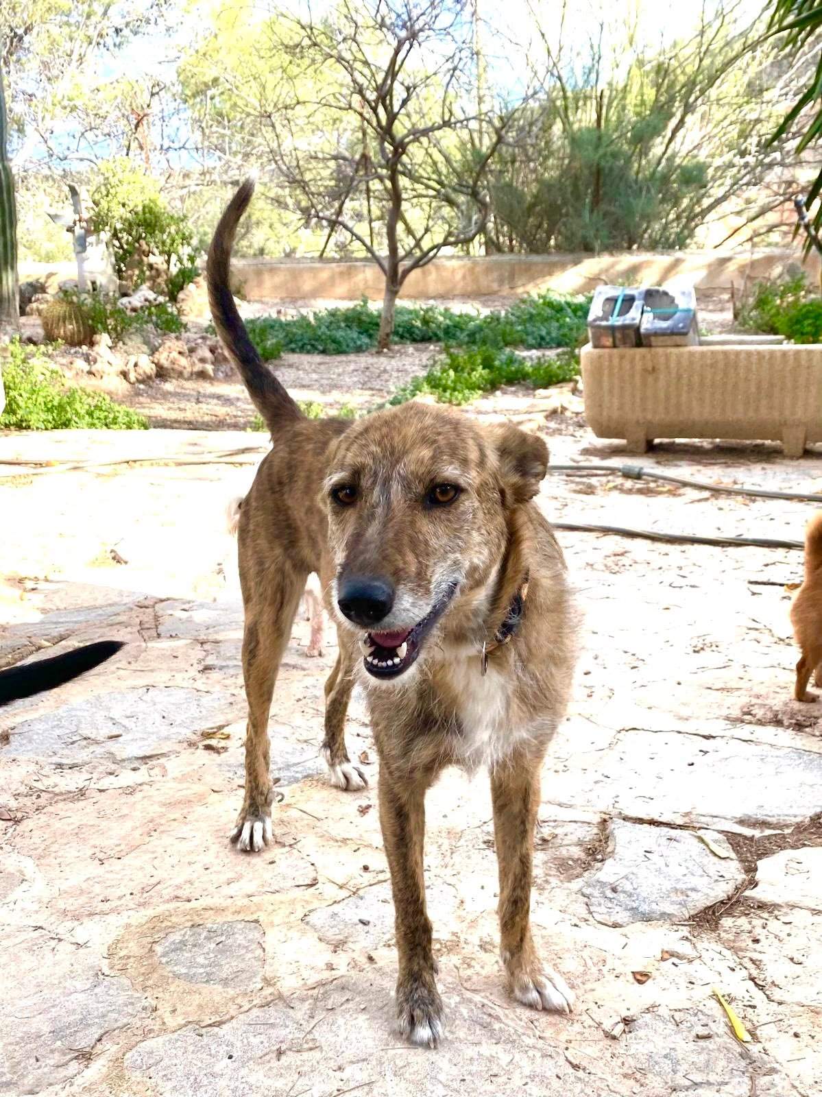 estrella_1269596325380653