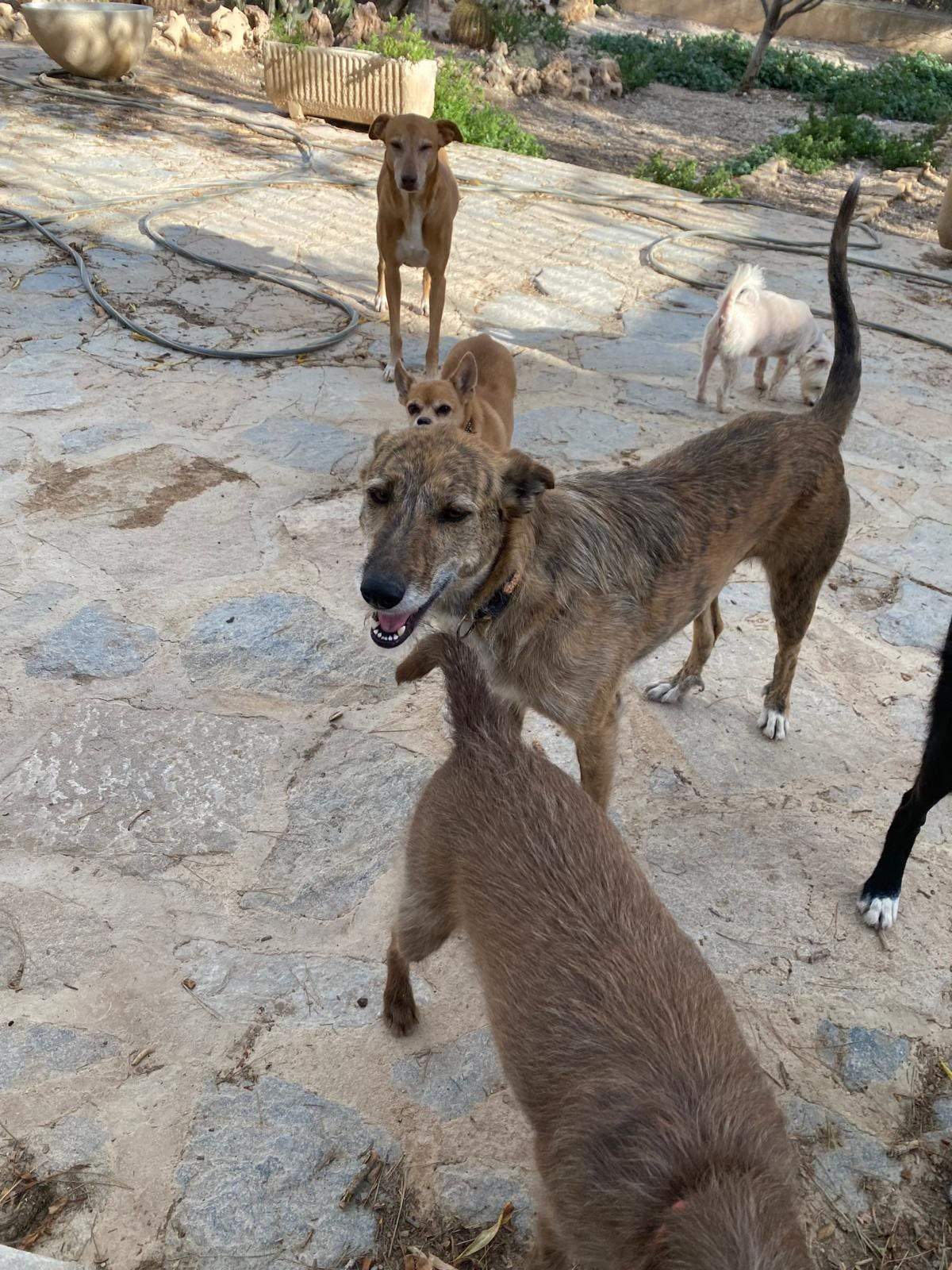 estrella_1269596345380651