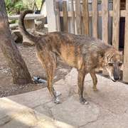 estrella_1269596378713981