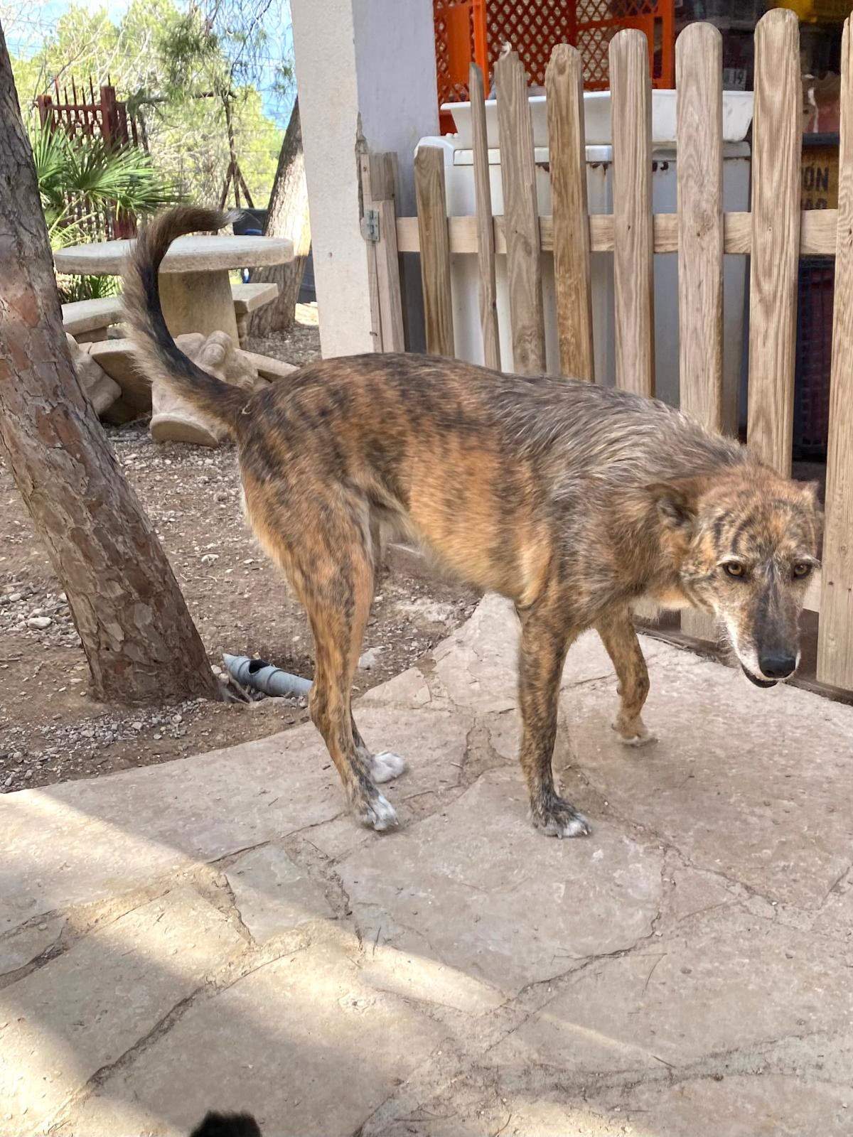 estrella_1269596378713981